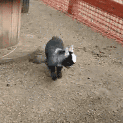 깨방정의 진수 | 인스티즈