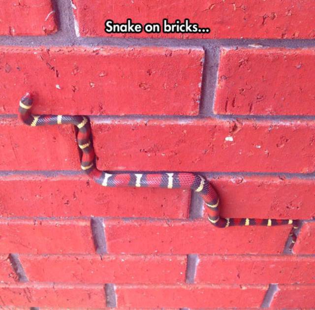 뱀이 벽타는법 | 인스티즈