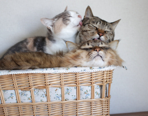 릴레이로 하는거냥 | 인스티즈