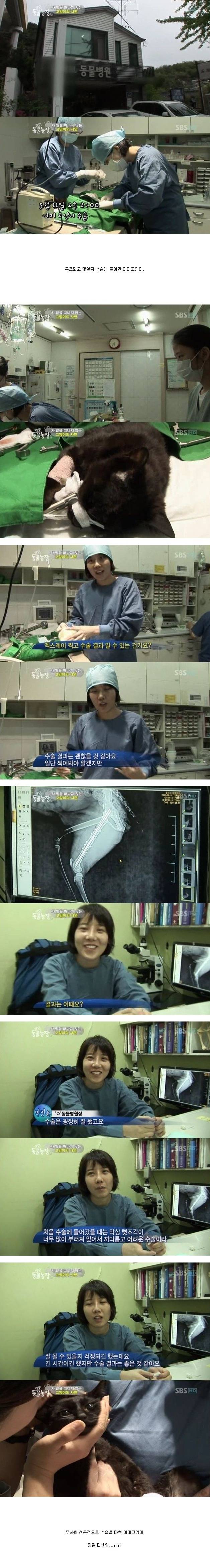 눈물을 흘리는 고양이 | 인스티즈