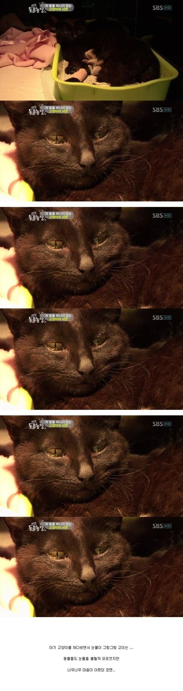 눈물을 흘리는 고양이 | 인스티즈