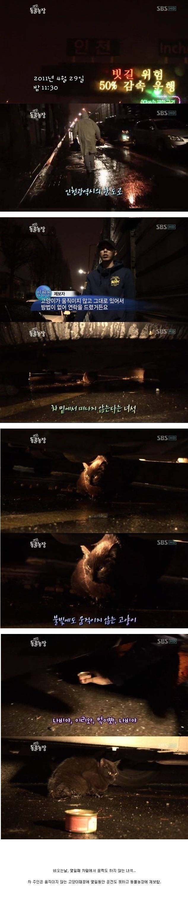 눈물을 흘리는 고양이 | 인스티즈