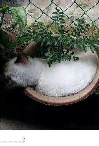 화분에 눈이? | 인스티즈