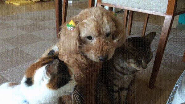 고양이와 함께 자란 강아지 & 강아지와 함께 자란 고양이.gif | 인스티즈