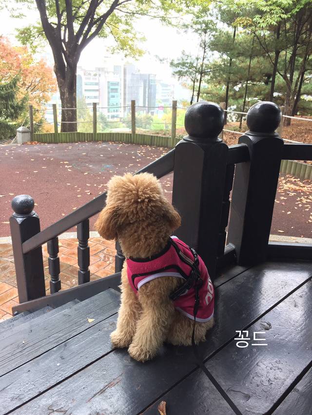 명상하는 강아지(사진 많음 주의) | 인스티즈