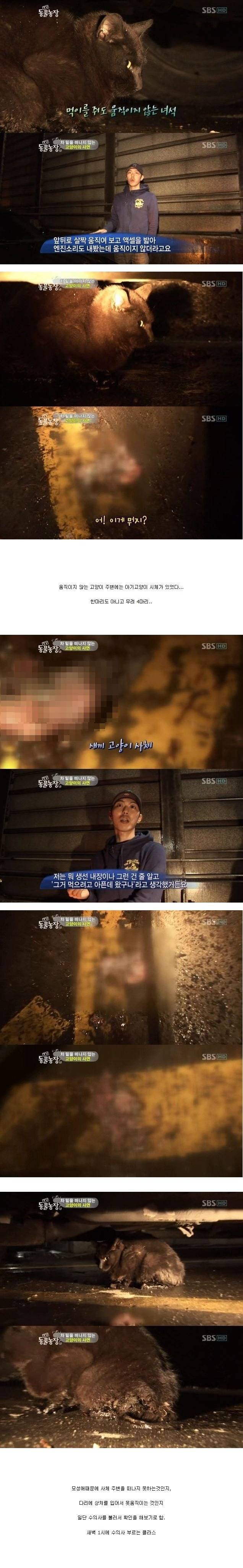 눈물을 흘리는 고양이 | 인스티즈