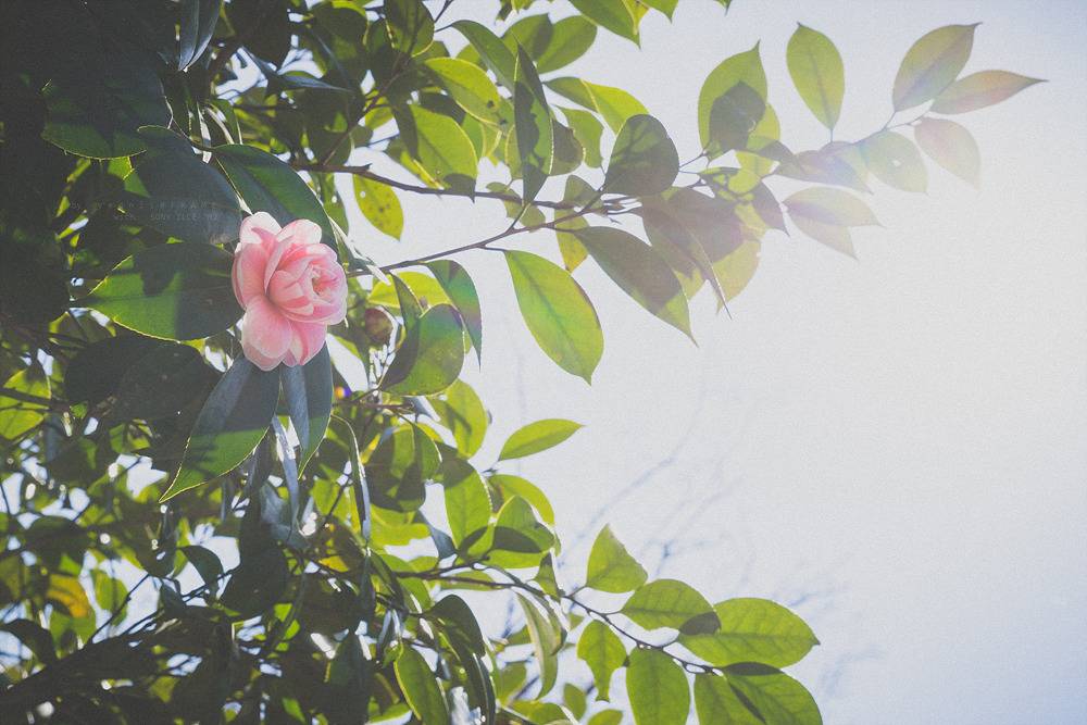 스냅사진 위주의 유치진지한 여행기 - 오사카&교토 (1) | 인스티즈