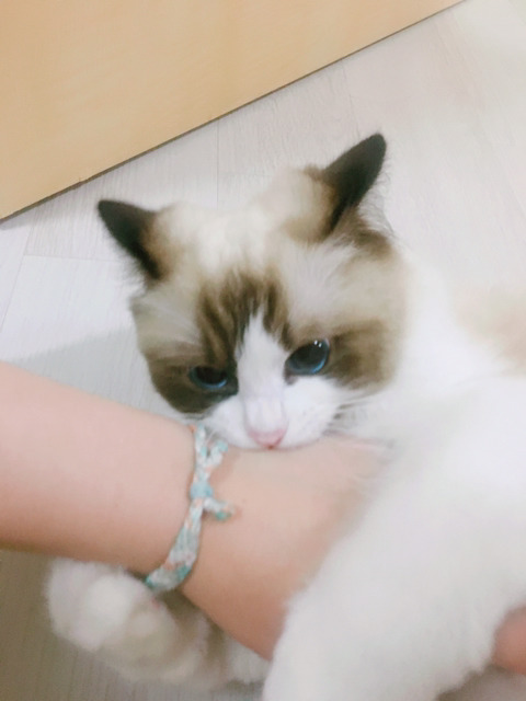 오동통한 고양이의 입술 ㅇㅅㅇ | 인스티즈