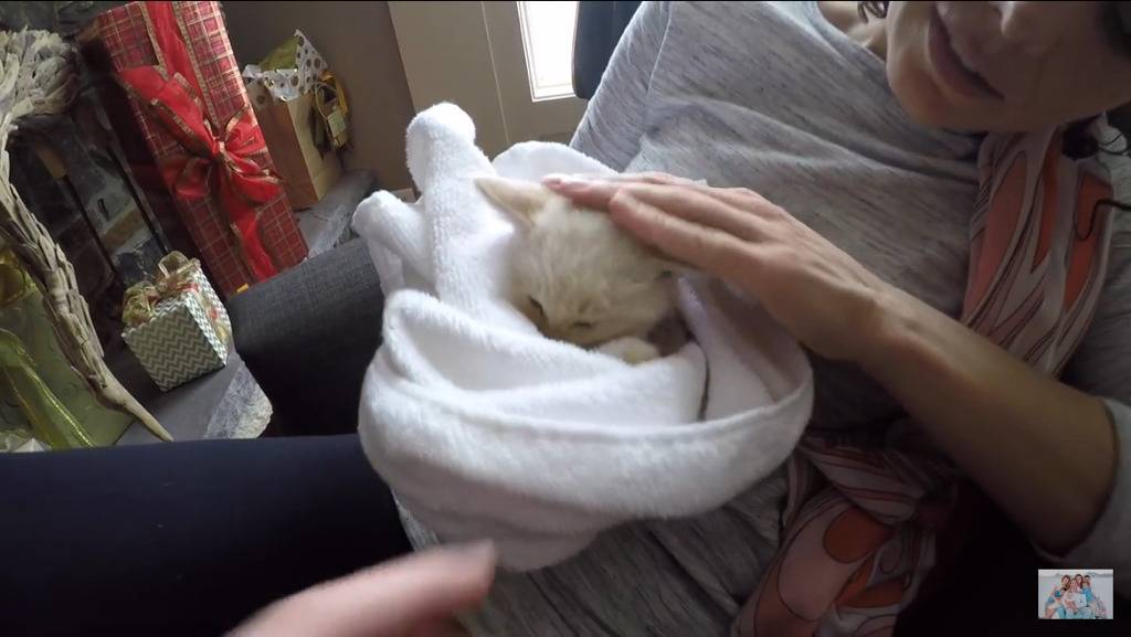 얼어서 죽어가는 아기고양이를 살린 가족 | 인스티즈