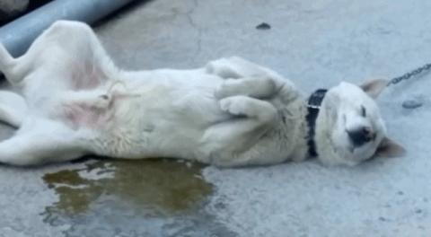 귀에 들어있는 지네 쫓아내기 | 인스티즈