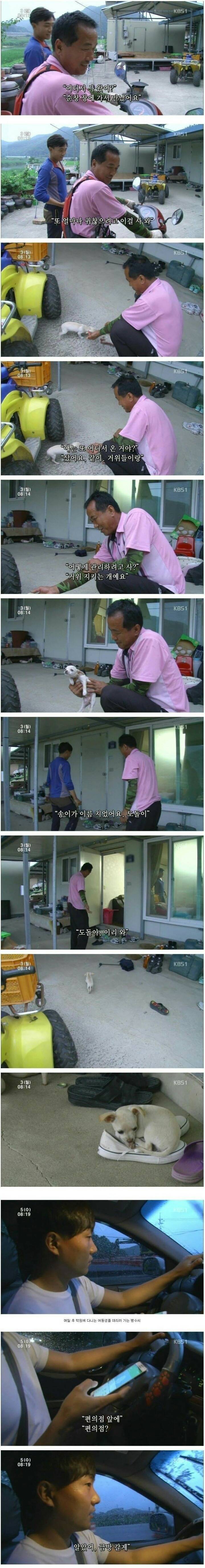 시장에서 파는 강아지 | 인스티즈