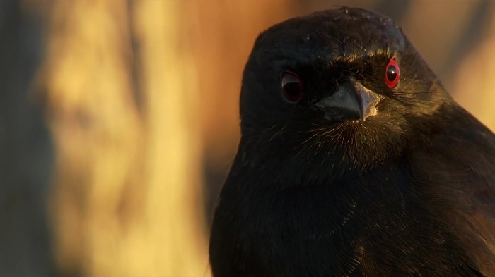 까마귀의 지능에 대한 고찰.jpg | 인스티즈