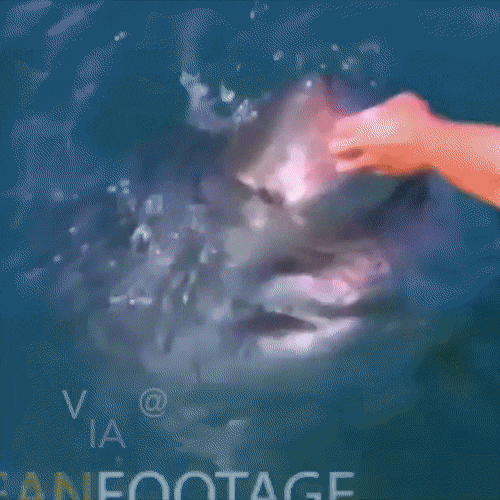 넘나 귀여운 상어 | 인스티즈