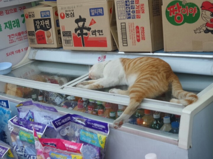 흔한 고양이의 피서방법 | 인스티즈