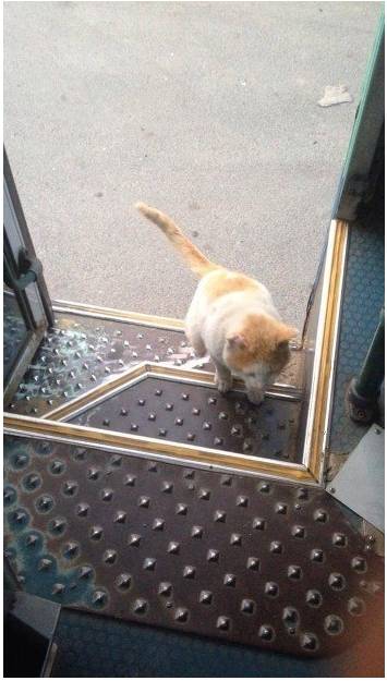 집나간 고양이 찾기 어려운 이유 | 인스티즈