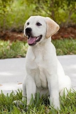 마당만있으면 키우고싶은 귀엽고 멋있는 대형견들.jpg | 인스티즈