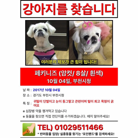 부천시청주위에서 친구가 강아지를 잃어버렸어요 두치를 찾습니다 ㅠㅠ | 인스티즈