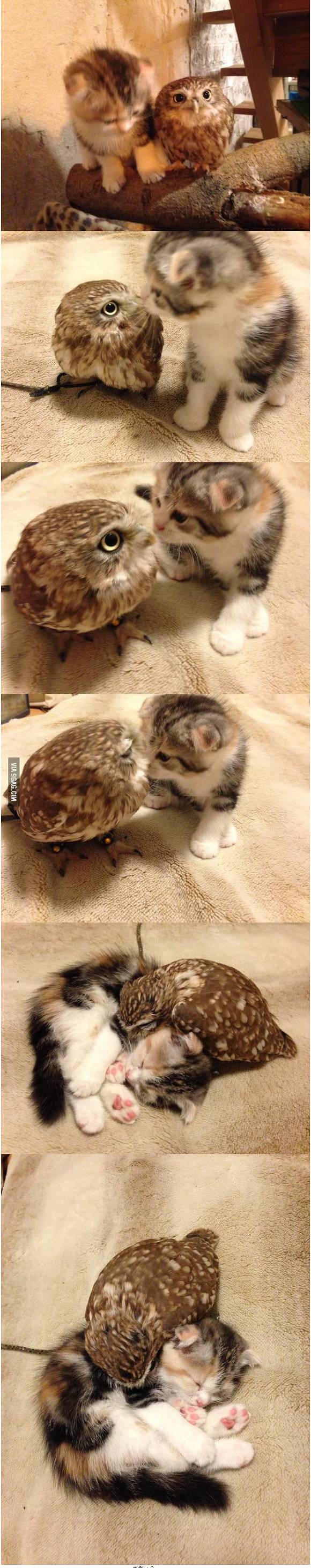 귀여운 올빼미와 고양이ㅠ | 인스티즈