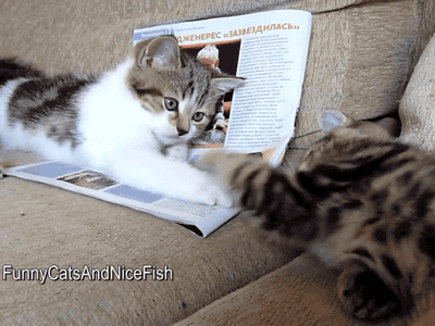 웬만하면 자제해주라냥..! | 인스티즈