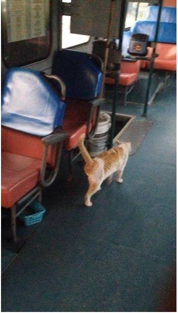 집나간 고양이 찾기 어려운 이유 | 인스티즈