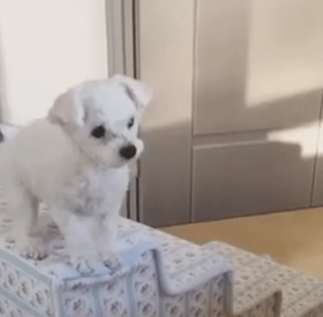 너는 되는데 왜 나는 못하냐능.gif | 인스티즈