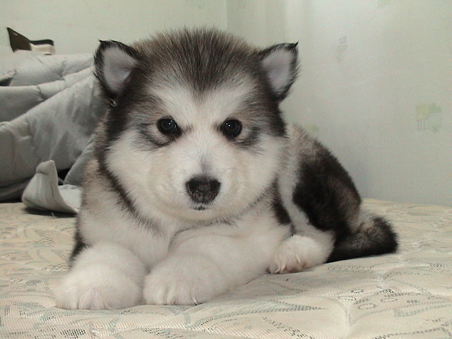 마당만있으면 키우고싶은 귀엽고 멋있는 대형견들.jpg | 인스티즈