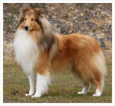 마당만있으면 키우고싶은 귀엽고 멋있는 대형견들.jpg | 인스티즈