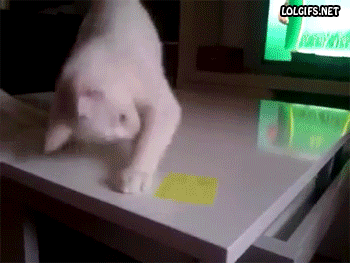 책상위에 뭐 있는 꼴을 못보겠다냥 | 인스티즈