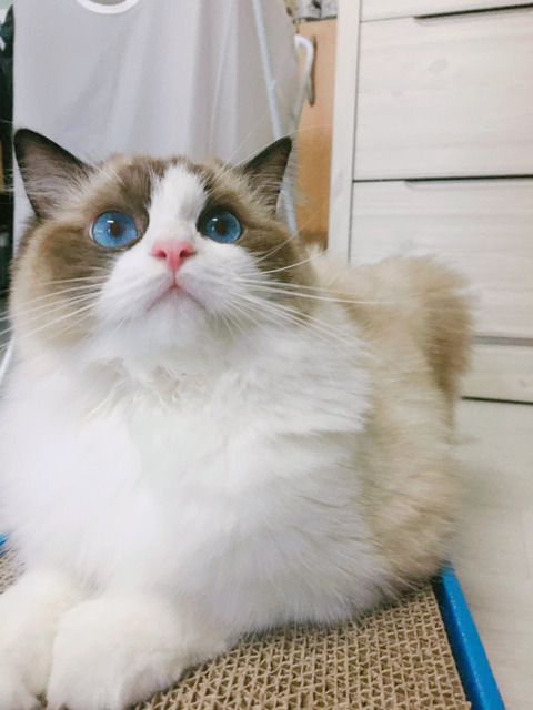 오동통한 고양이의 입술 ㅇㅅㅇ | 인스티즈