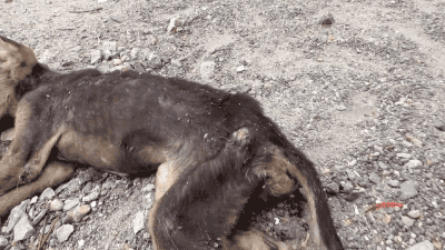 죽다 살아난 강아지 | 인스티즈