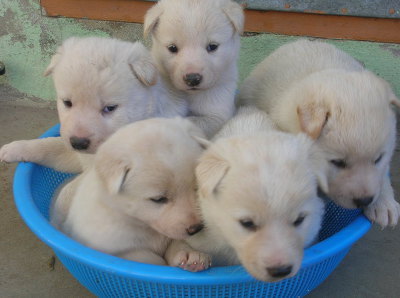 마당만있으면 키우고싶은 귀엽고 멋있는 대형견들.jpg | 인스티즈