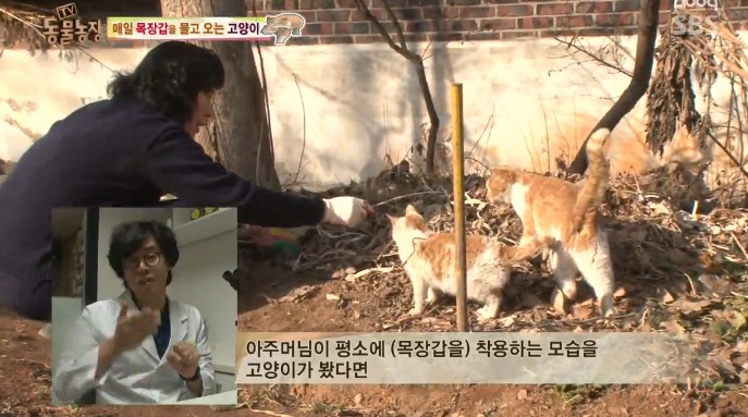 고양이... 지능 수준... | 인스티즈