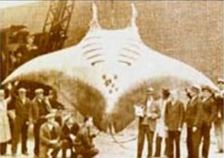 자이언트 가오리 | 인스티즈