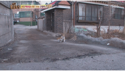 고양이... 지능 수준... | 인스티즈