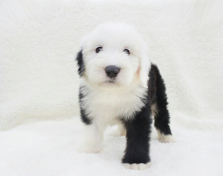 마당만있으면 키우고싶은 귀엽고 멋있는 대형견들.jpg | 인스티즈