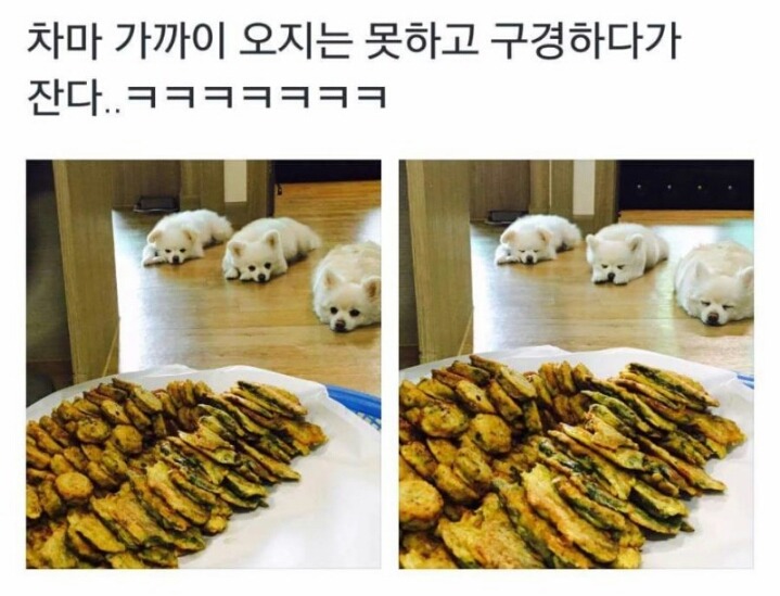 명절날의 강아지들.jpg | 인스티즈