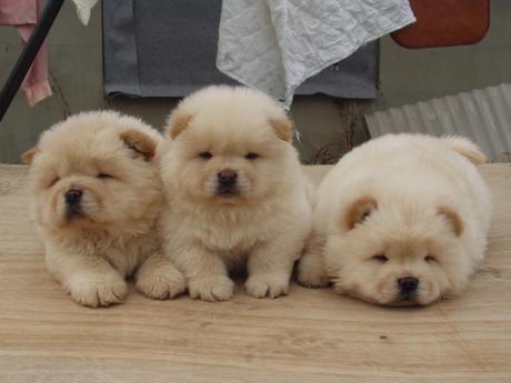 마당만있으면 키우고싶은 귀엽고 멋있는 대형견들.jpg | 인스티즈