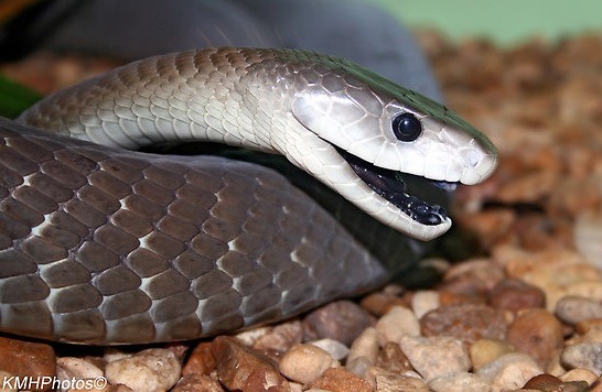 이기면 100억줌 도전한다 vs 안한다 .jpg | 인스티즈