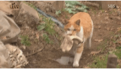 고양이... 지능 수준... | 인스티즈