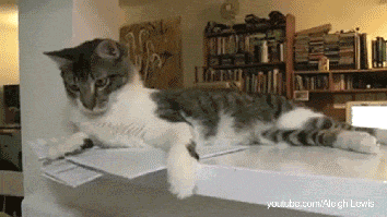 책상위에 뭐 있는 꼴을 못보겠다냥 | 인스티즈