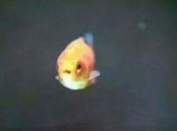 물고기가 빨리 죽는 이유 | 인스티즈