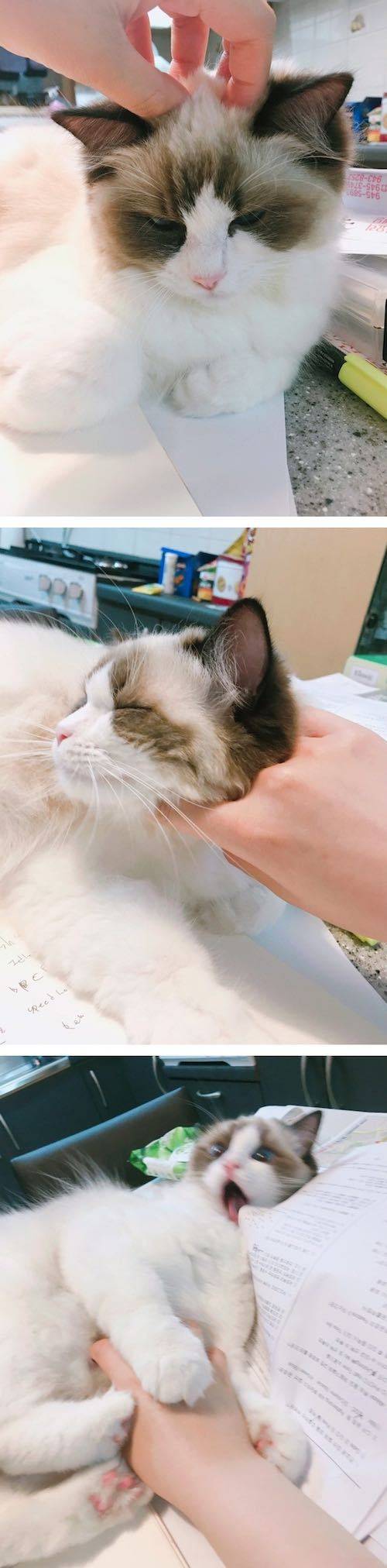 고양이 부위별 만졌을 때 표정 | 인스티즈