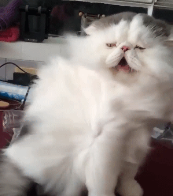 바람맞는 고양이 | 인스티즈