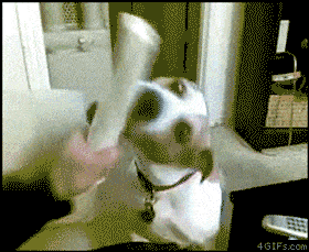 어이없어서 피식하게되는 개고양이들.gif | 인스티즈