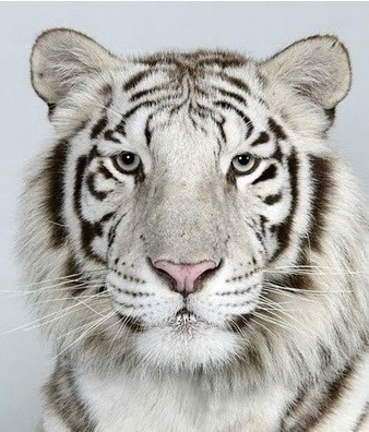 호랑이 증명 사진 | 인스티즈