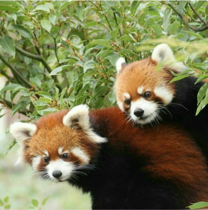 단언컨데 랫서판다는 세상에서 가장 귀여운 생명체 중 하나요 | 인스티즈