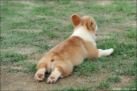 웰시코기의 쩌는 유전자 | 인스티즈