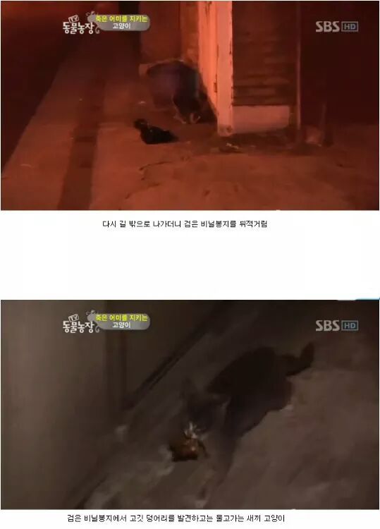 길냥이들의 삶 | 인스티즈