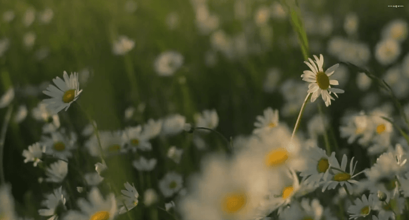 봄이 오면 볼 수 있는 모습 | 인스티즈