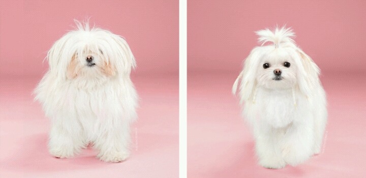 애완견 미용 전후 사진 | 인스티즈